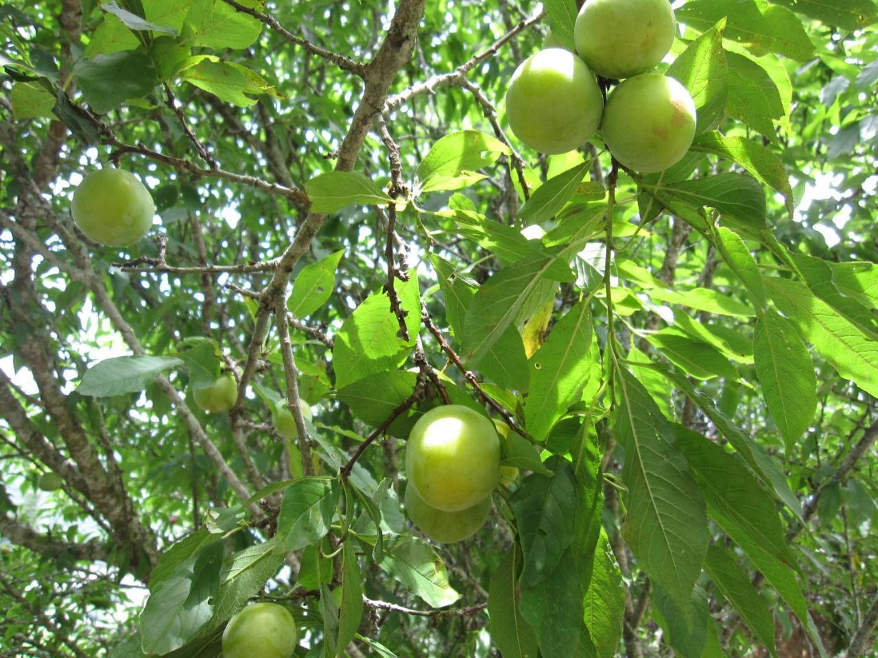 לואי Kai Tai B&B מראה חיצוני תמונה